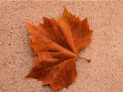 2010_1106_160038